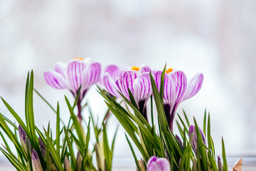 Violet Crocus flowers on the white window sill background. Spring concept.