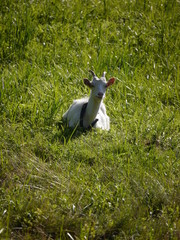 zwierze koza pasie się na zielonej łące © Norbert