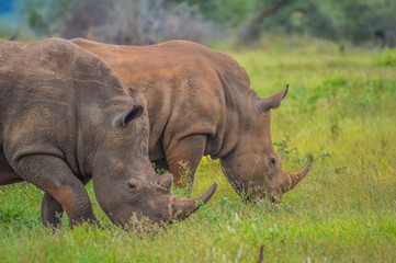 Obraz premium A cute male bull white Rhino in Kruger National Park