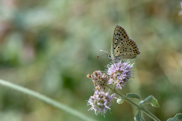 Lycaenidae / İsli Bakır / / Lycaena tityrus	
