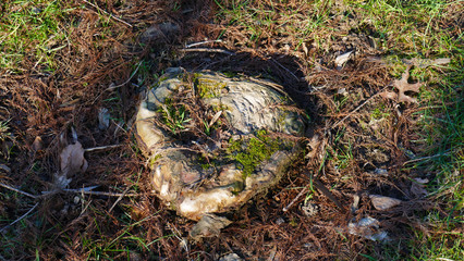Baumstumpf, abgesägter Baum, siehrt aus wie ein Herz, mit Moos bewachsen und überwuchert