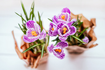 Violet Crocus flowers on the white window sill background. Spring concept.