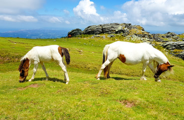 horse mare of the pottoka breed with her young. On Mount Larun, border Spain and France