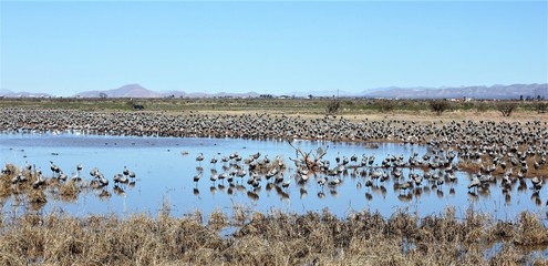 Sandhill Cranes