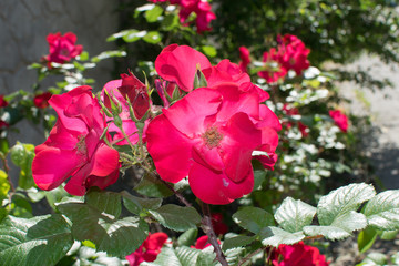 wild rose flowers on a bush