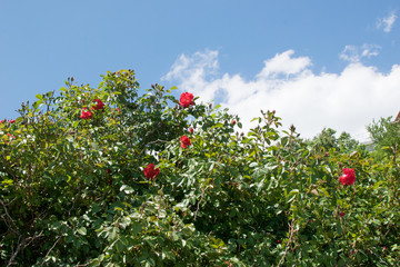 wild rose flowers on a bush