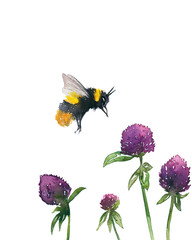 Watercolor illustration of a bumblebee flying over clover flowers on a white background. Drawing of a bumblebee and pink clover flowers on a white background.