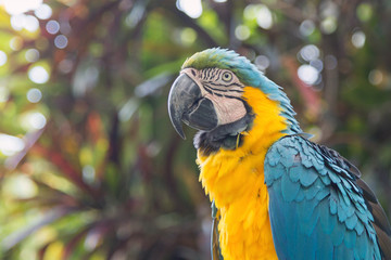 Blue and yellow macaw parrot sitting on the branch.