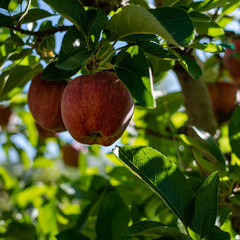 .Trentino red apple ready to be eaten