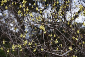 Spike winter hazel (Corylopsis spicata)