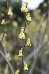 Spike winter hazel (Corylopsis spicata)