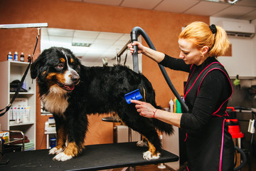 Female groomer haircut makes dog breed Bernese Mountain