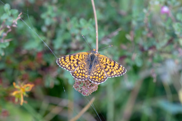 Nymphalidae / İparhan / / Melitaea cinxia	