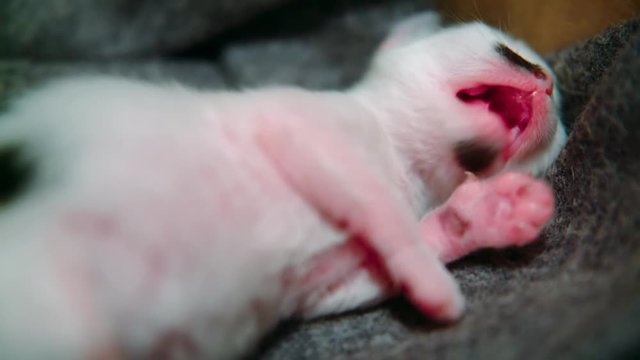 Black and white kitten pants or mews