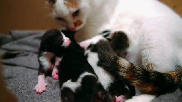 Four 1week-old kittens cuddle and suckle at their mother