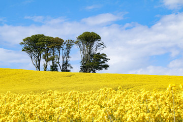 Small clump of trees in field of bright yellow flowers of Rapeseed (Brassica napus) on sunny summer day under a blue sky