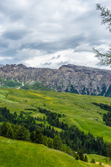 Alpe di Siusi, Seiser Alm with Sassolungo Langkofel Dolomite, a close up of a lush green field