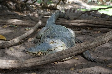 Gambia crocodile