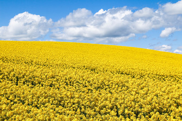Obraz premium Field of bright yellow flowers of Rapeseed (Brassica napus) on sunny summer day under a blue sky