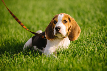 Dog on green meadow. Beagle puppy walking