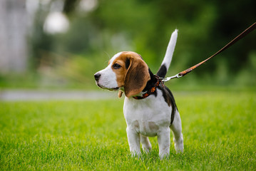 Dog on green meadow. Beagle puppy walking - Powered by Adobe