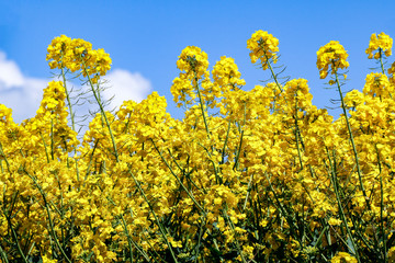 Low angle view of bright yellow flowers of Rapeseed (Brassica napus) on sunny summer day under a blue sky