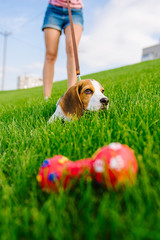 Beautiful dog puppy beagle playing with rubber toy on grass