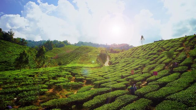 Scenery Of 'Cameron Highland,Malaysia' Tea Plantation With Bautiful White Cloud.4k.Visible Noise Due To High ISO.