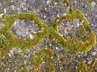 Infinity symbol on the ground naturally designed by moss