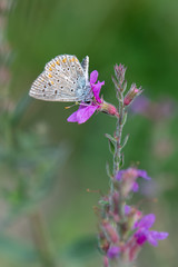Lycaenidae / Çokgözlü Mavi / / Polyommatus icarus