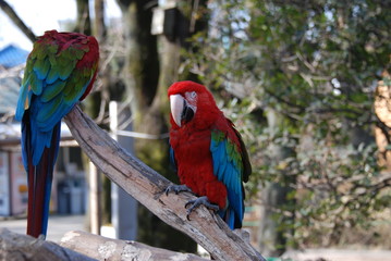 コンゴウインコ