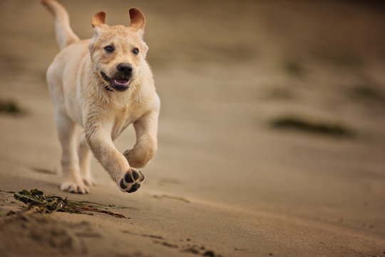 Dog runs on the beach. 