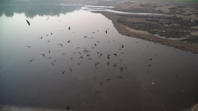 Black kites flying over the standing water of the empty river, Slow motion shot, Garbage in the river making noise, buffaloes resting in the empty river