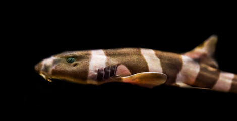 juvenile brown banded bamboo shark isolated on a black background, tropical fish from the pacific ocean