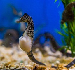 beautiful portrait of a big belly seahorse, popular pet in aquaculture, tropical fish from the rivers of Australia - obrazy, fototapety, plakaty
