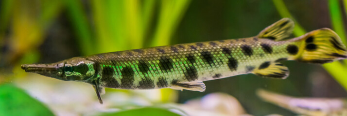 spotted gar, a dart shaped fish with a needle nose, tropical fish from the mississippi river basin...
