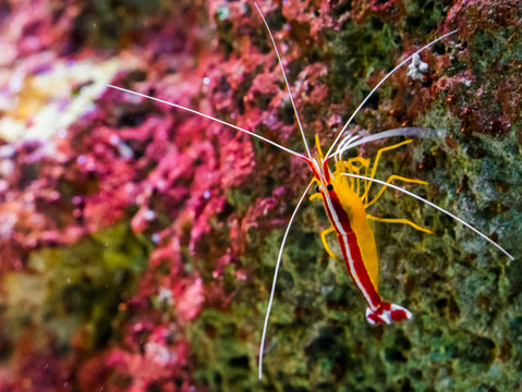 portrait of a atlantic cleaner shrimp sitting on a rock, colorful prawn from the atlantic ocean