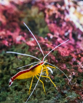 closeup of a atlantic cleaner shrimp sitting on a rock, colorful prawn from the atlantic ocean