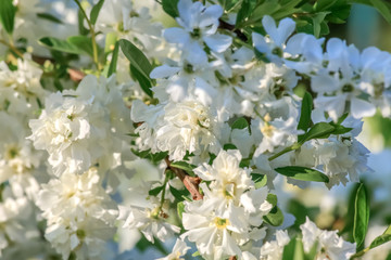 Obraz na płótnie Canvas Blooming cherry tree in springtime. Beautiful spring white flowers in a garden. Sakura with soft focus. Nature wallpaper. Image is not in focus.