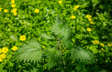 Urtica dioica, common or stinging nettles background, closeup view