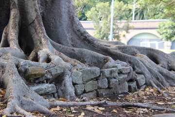 Tree Roots Take Over