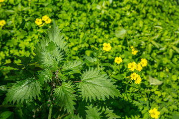 Urtica dioica, common or stinging nettles background, closeup view