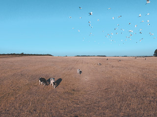 Steers fed with natural grass, Pampas, Argentina