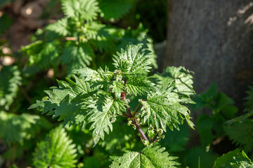 Urtica dioica, common or stinging nettles background, closeup view