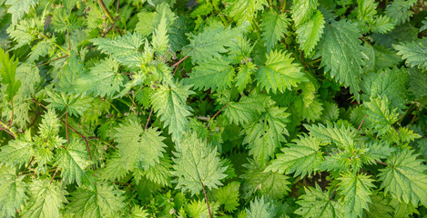 Urtica dioica, common or stinging nettles background.