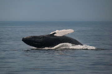 Fototapeta premium Adventure Cape Cod 6