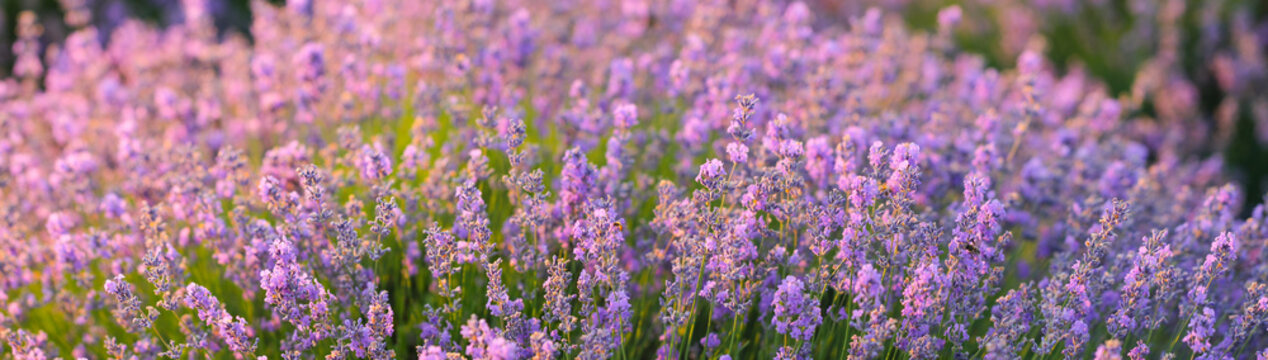 The flowering bush of fragrant lavender in a sunlight.