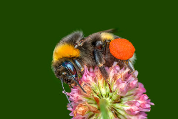 Image of bee or honeybee on yellow flower collects nectar. Golden honeybee on flower pollen with space blur background for text. Insect. Animal
