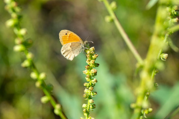 Closeup   beautiful butterfly sitting on flower.