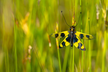 Macro shots, Beautiful nature scene dragonfly. 